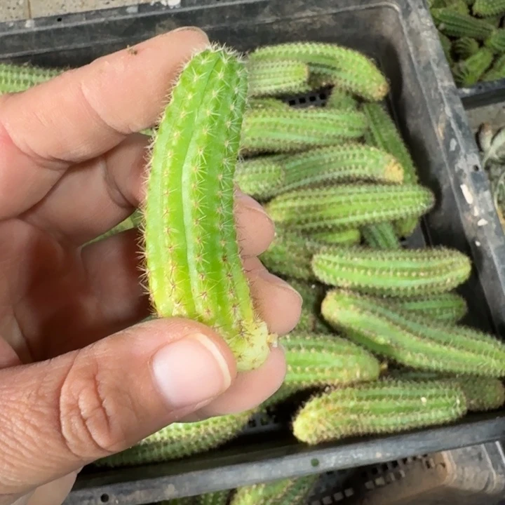 300白檀12个品种无根侧牙小，20包邮