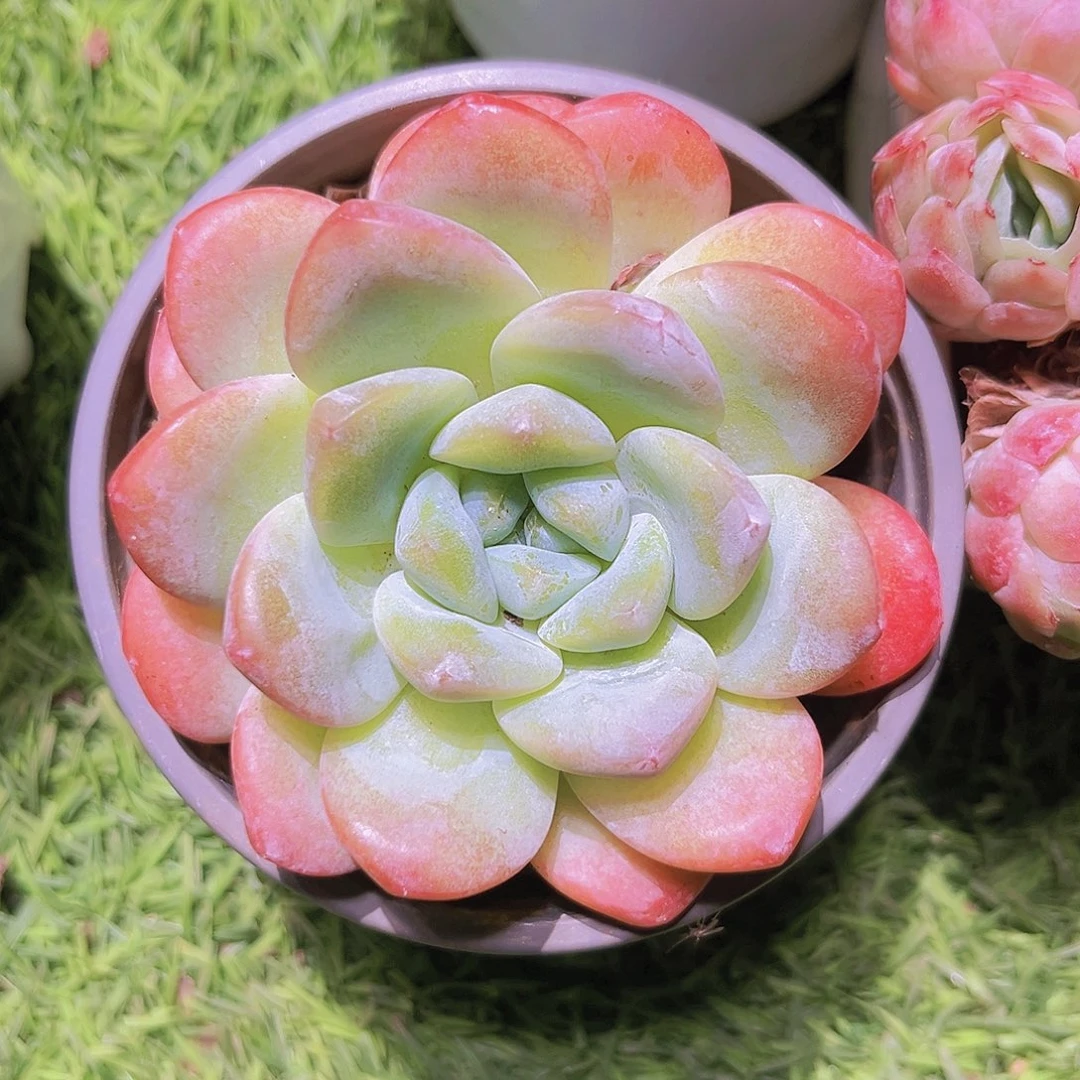 161号89888888888888