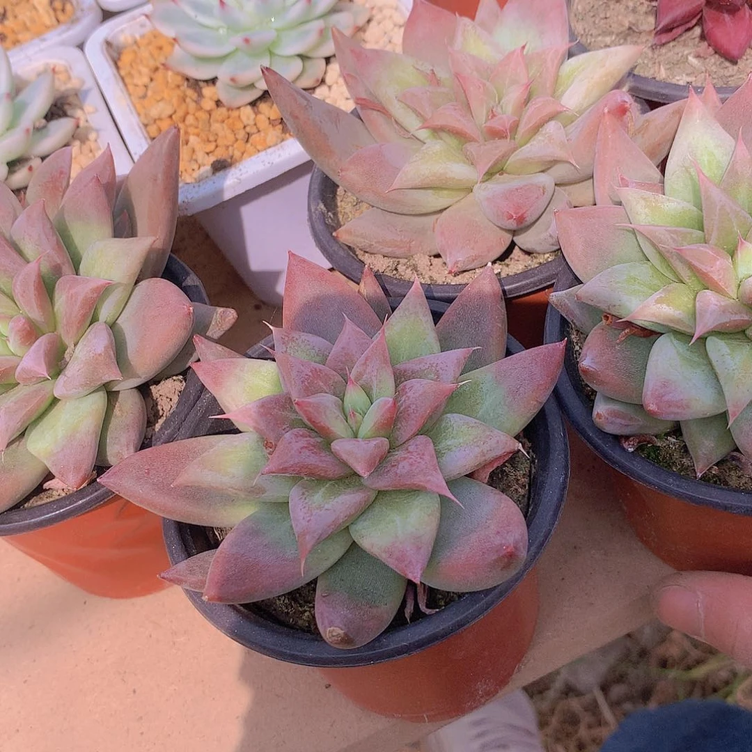 不知名2455678888999