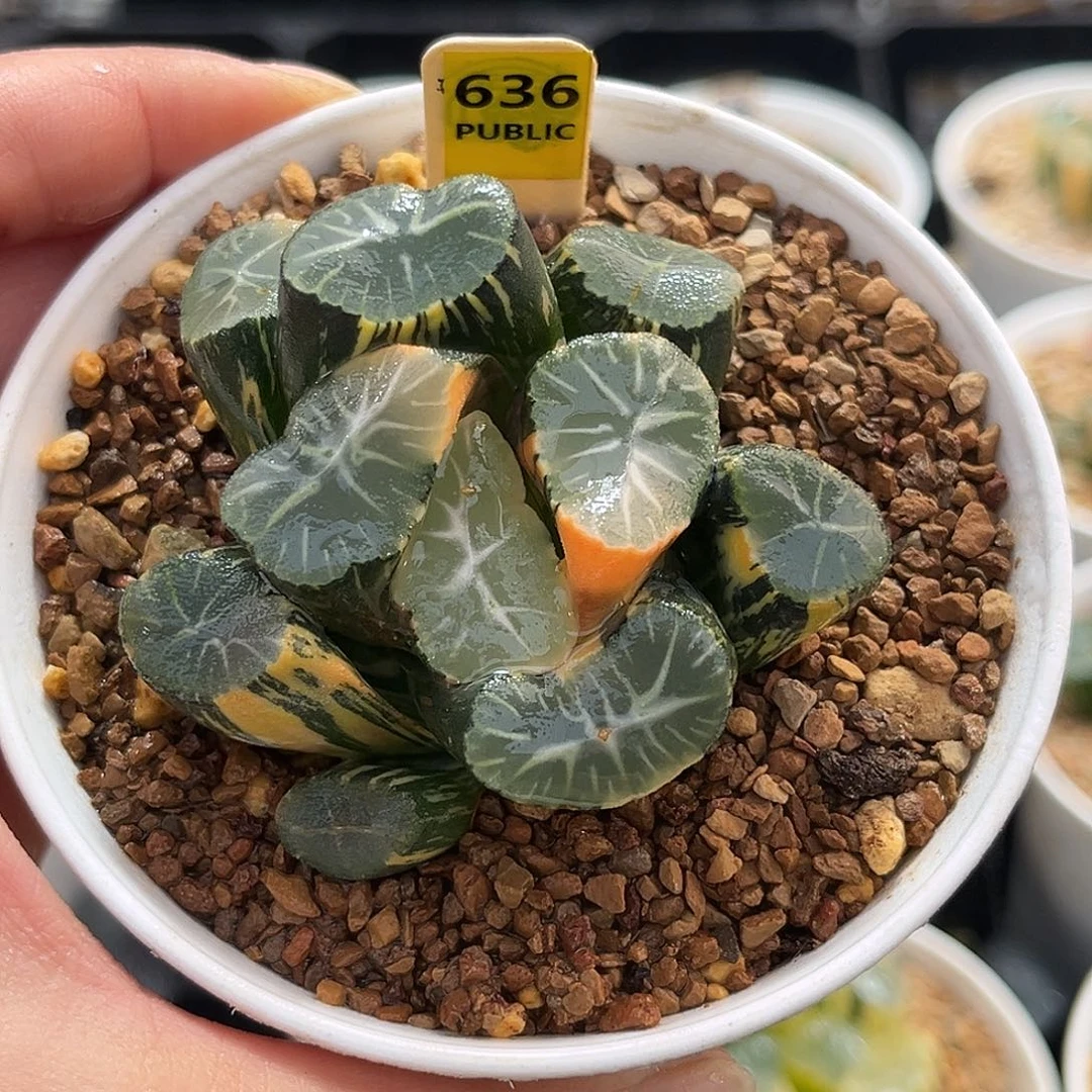 636万象锦一物一图