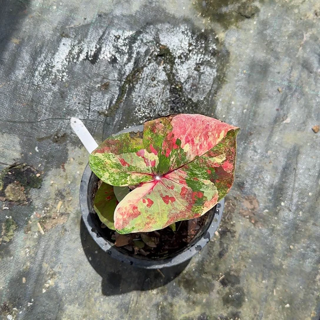 何***候完全开放一物一拍已切球花脸