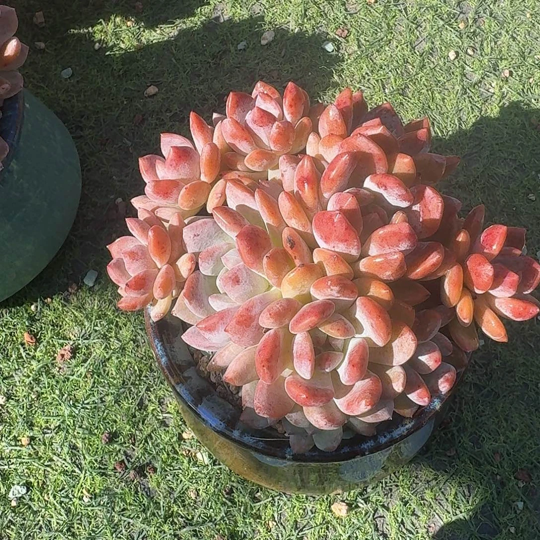 瓶***若雪天使一颗带盆发货