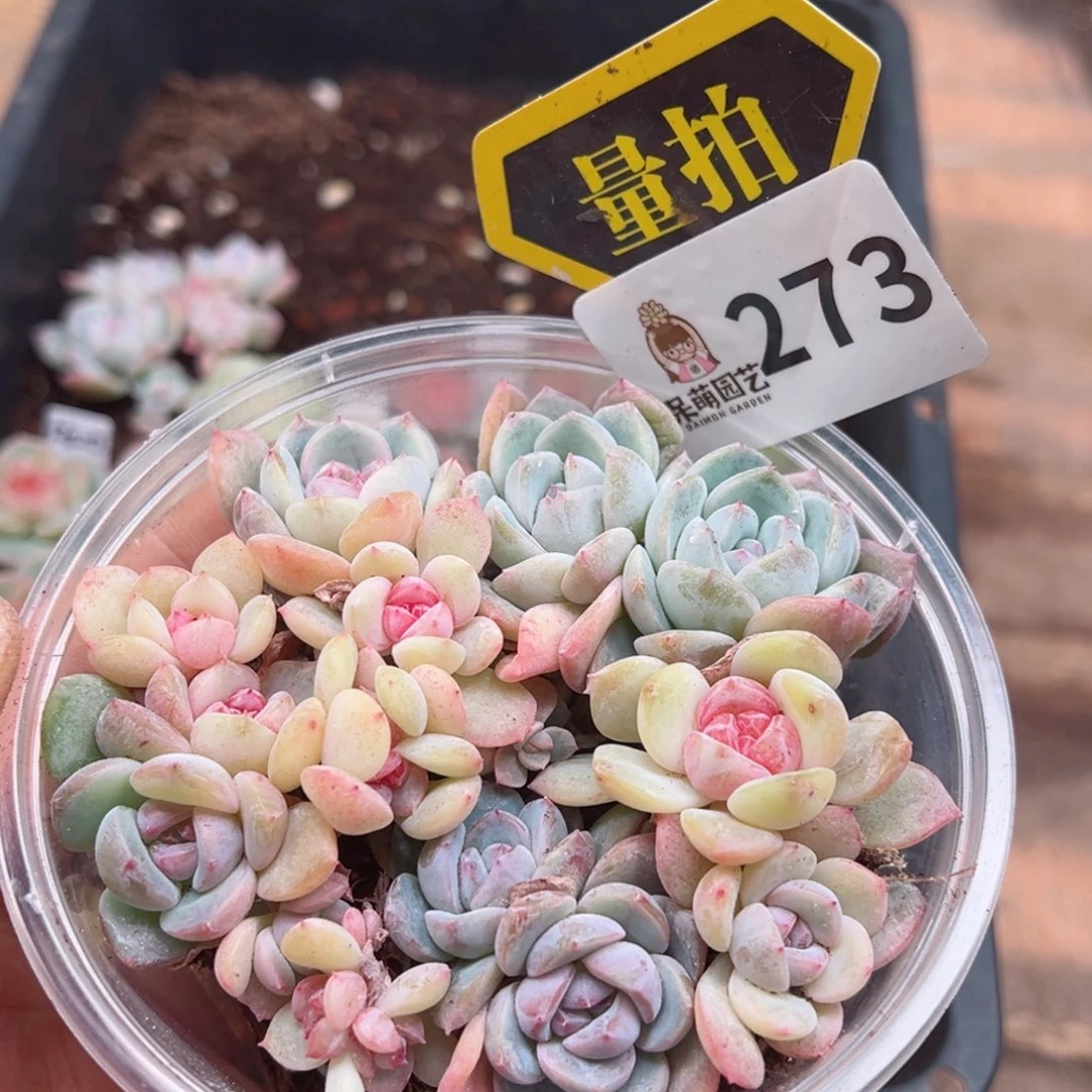 多肉植物多肉植物