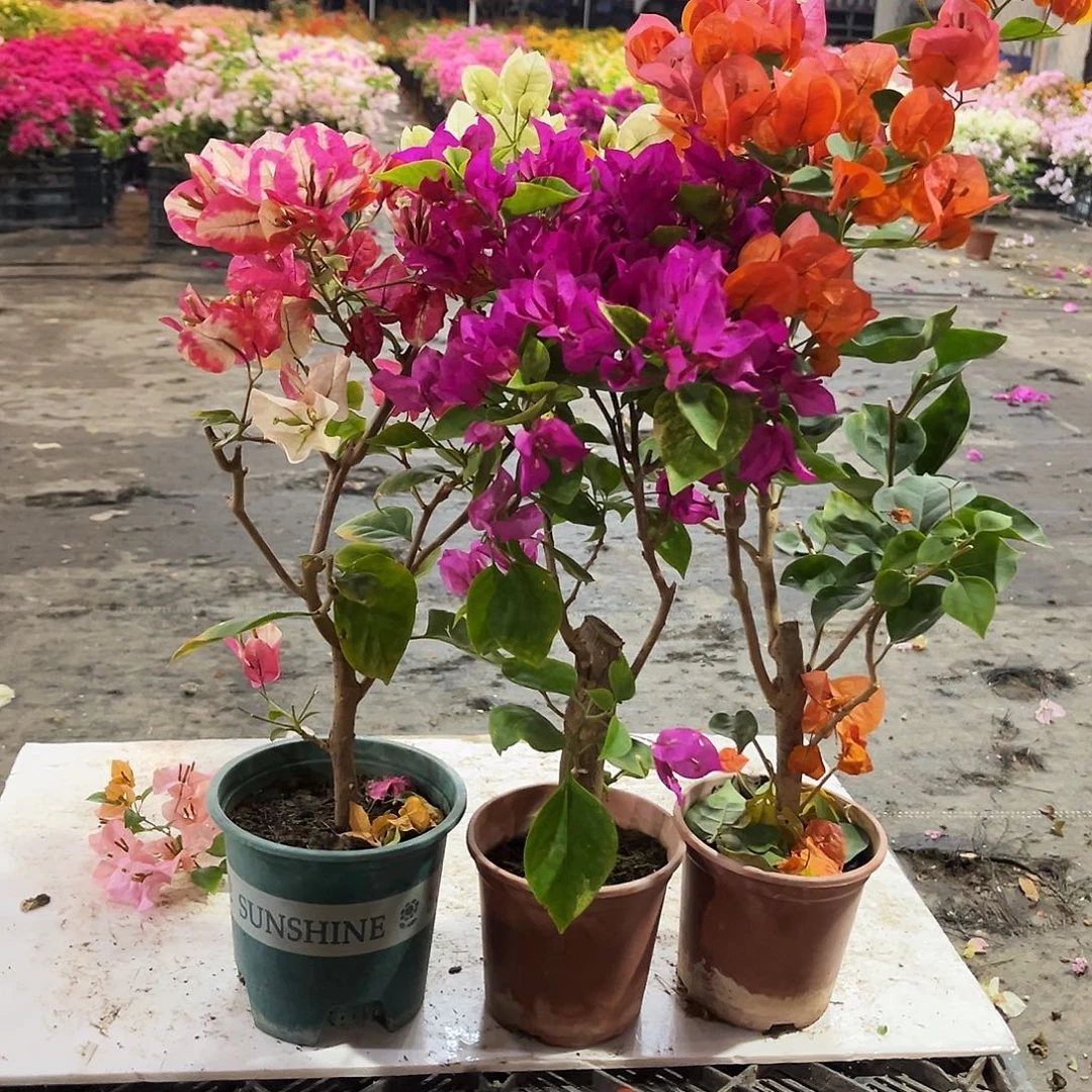 大部分花苞少量开放哪吒，沙班艳红，宝老橙