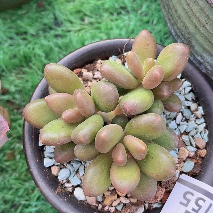 芒果奶15155多肉植物