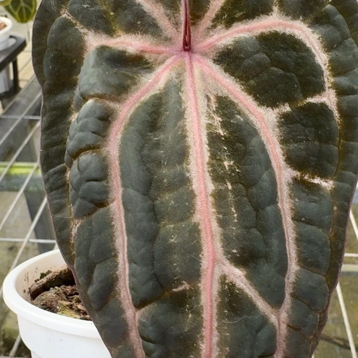 完全开放12黛紫个体