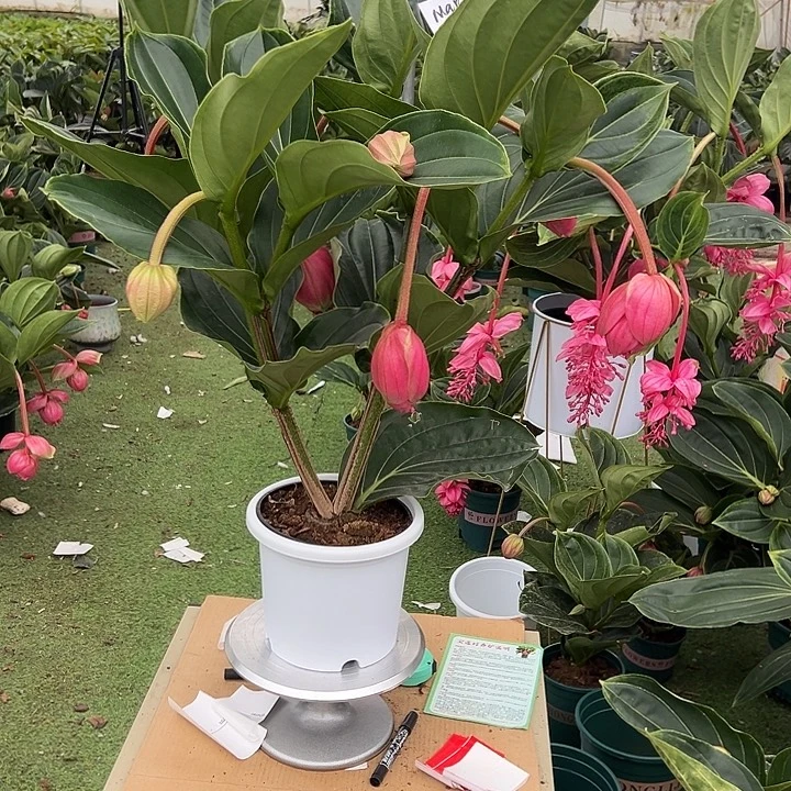 M***y少量花朵（建议范围：2朵-5朵 或40%以下）