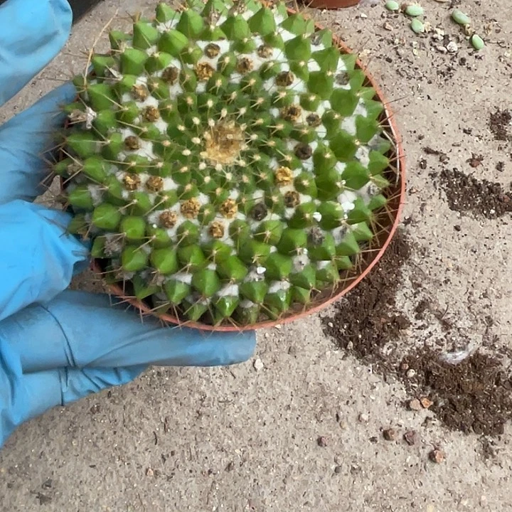 315仙人球开花仙人球植物