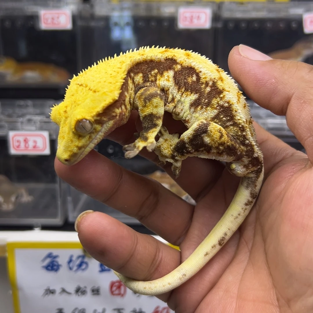 睫角守宫暗红底莉莉