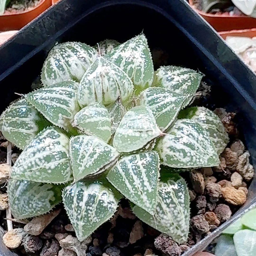 无花朵十二卷雪景色母本 来开播福利