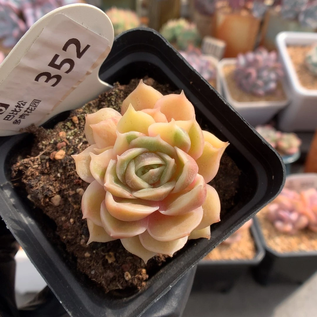 352 特价昂斯诺石化