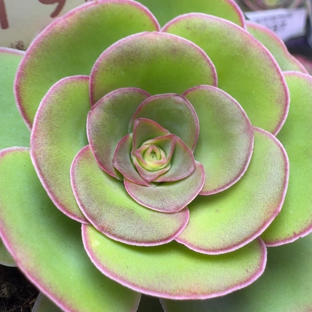 楹楹-190甜茶-冠幅   5cm