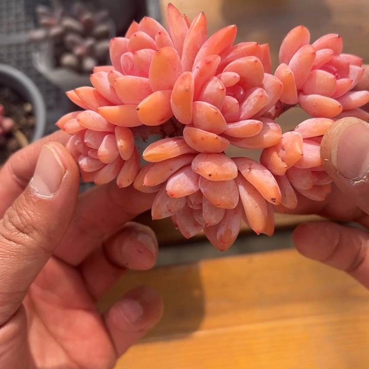 张张精品多肉甄选雪天使