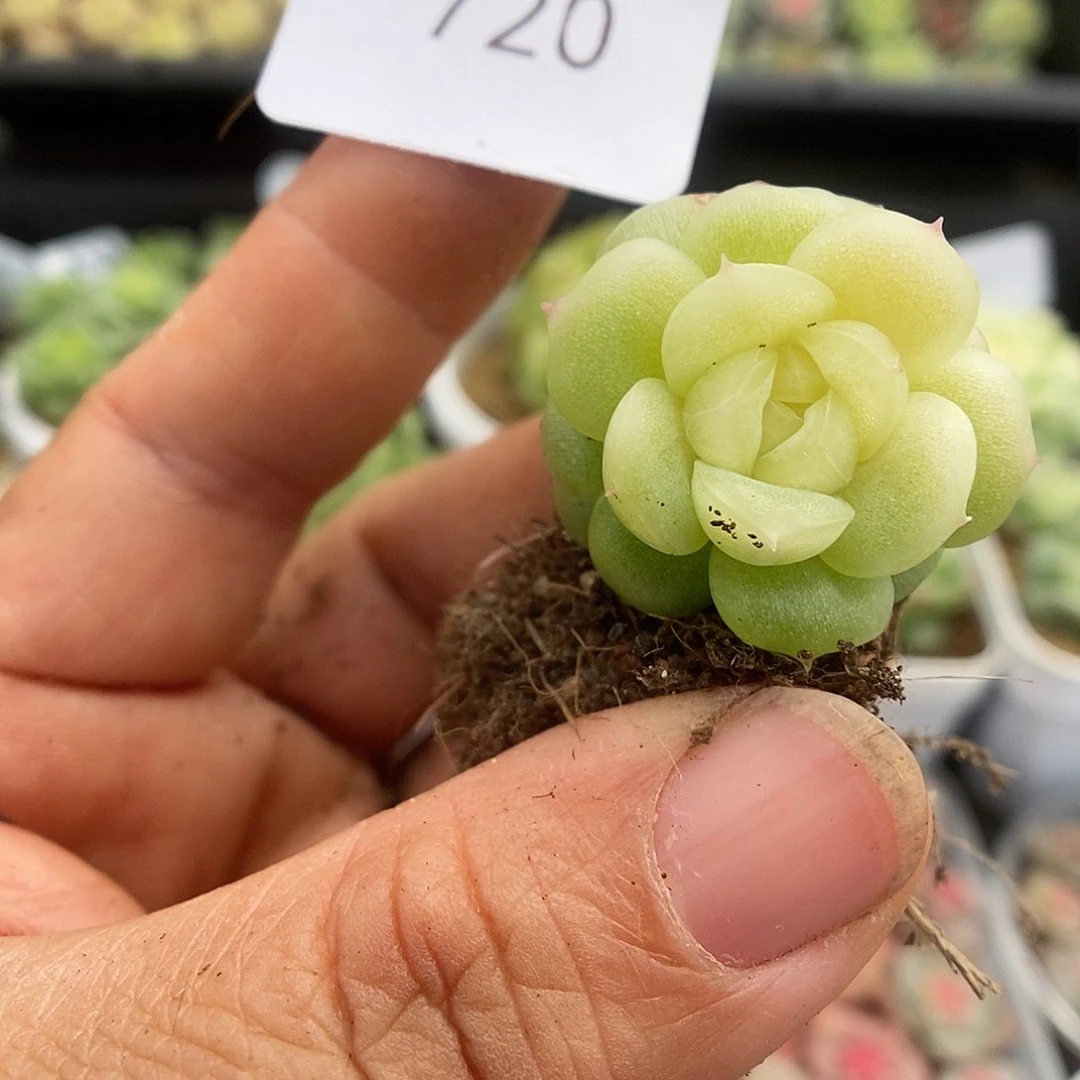 一物一拍一物一拍925-720
