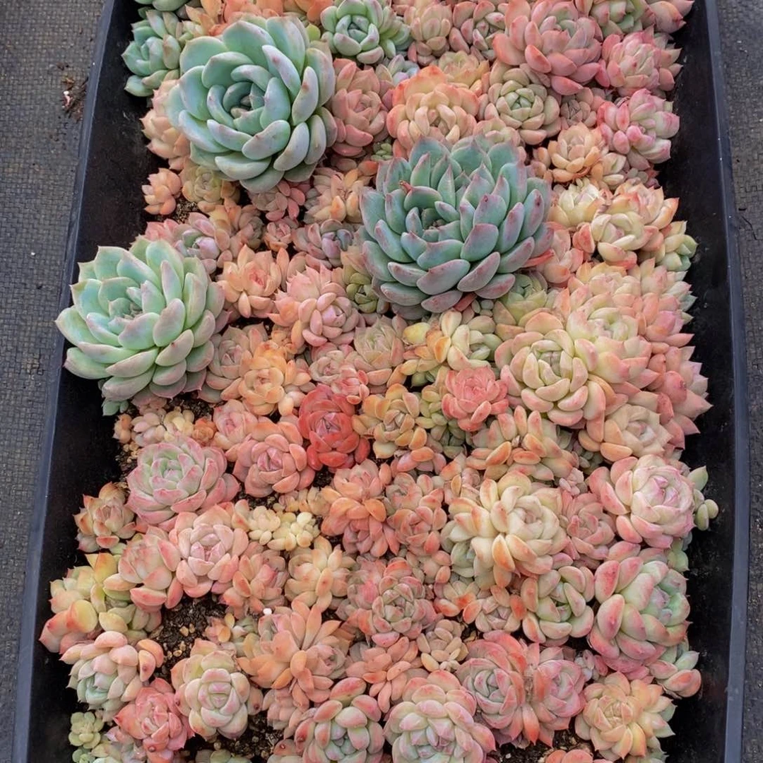 云****865多肉植物保护研究所所长的时候