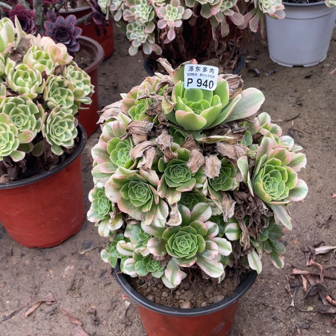 940辛尼呀多肉法师断枝不包