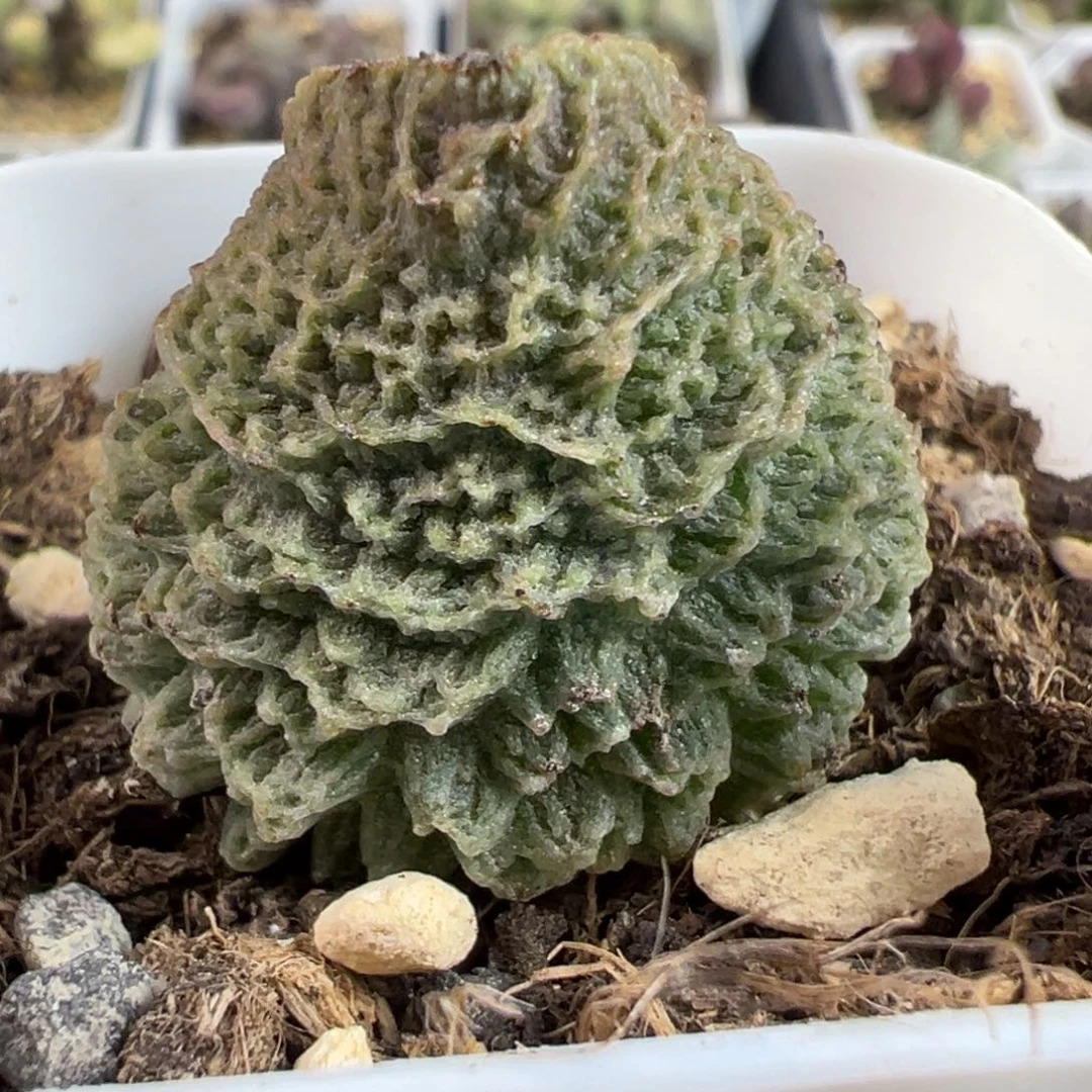 艾米丽大苗多肉植物水泡多肉植物