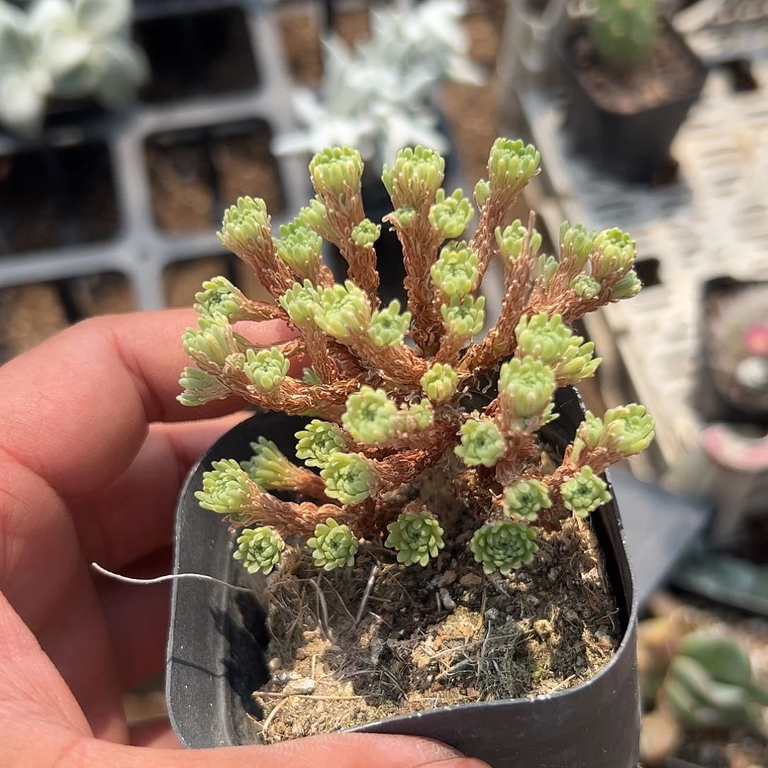 多肉植物多肉植物