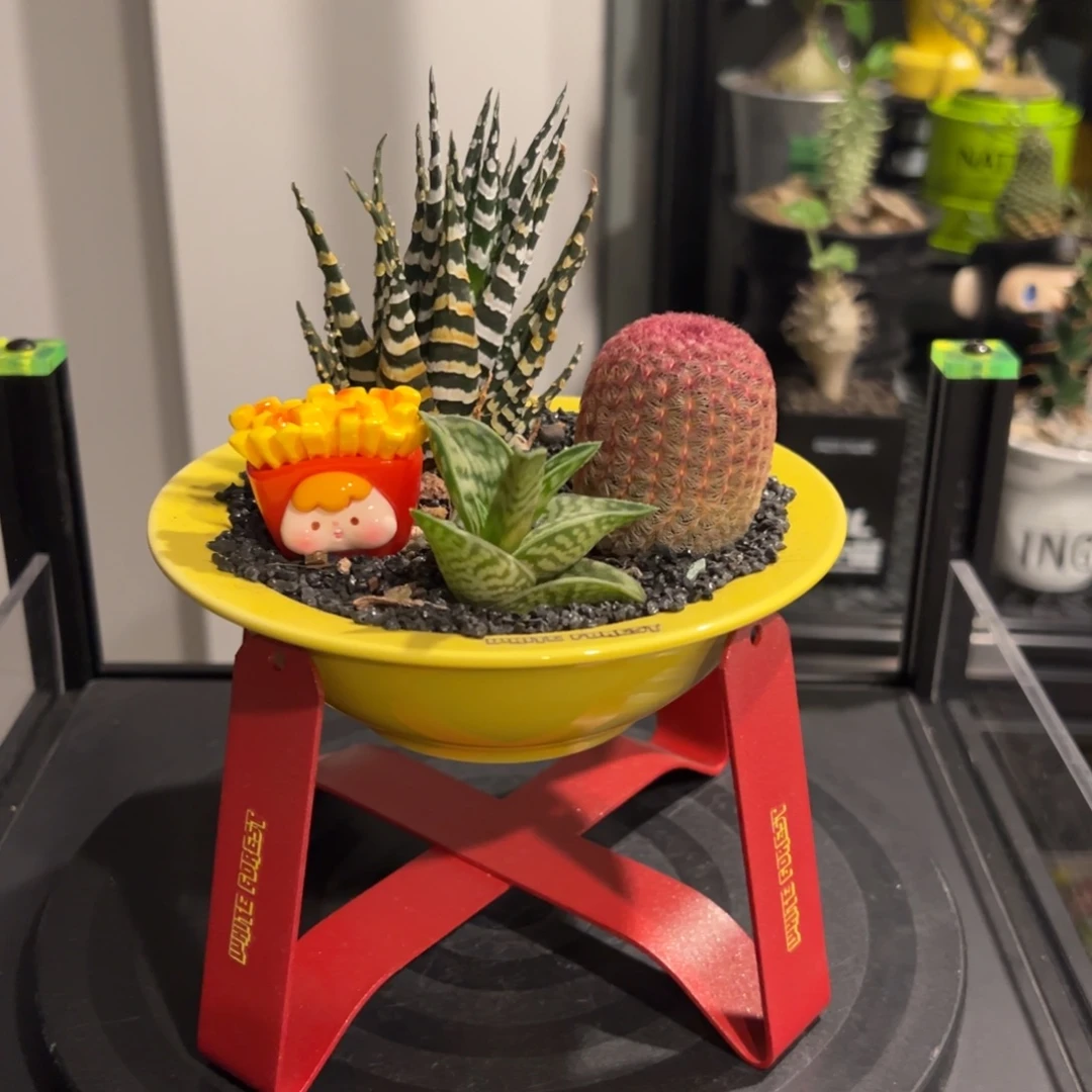 A11潮流植物微景观