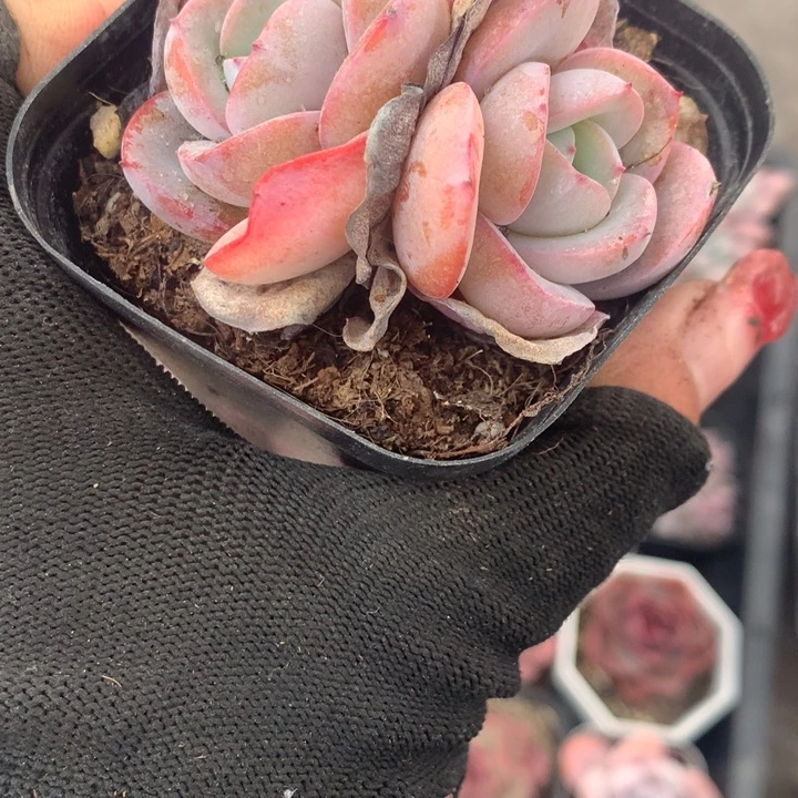 布鲁兰双  （不满9.99发空盆冷地区不拍保温扣3.9多肉）