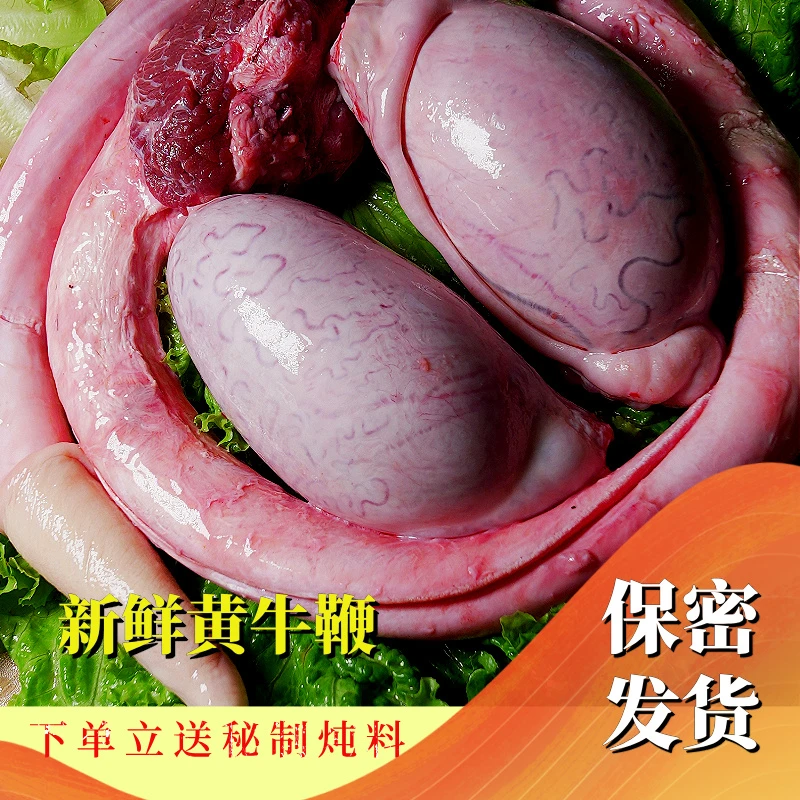 新鲜黄牛牛鞭一根