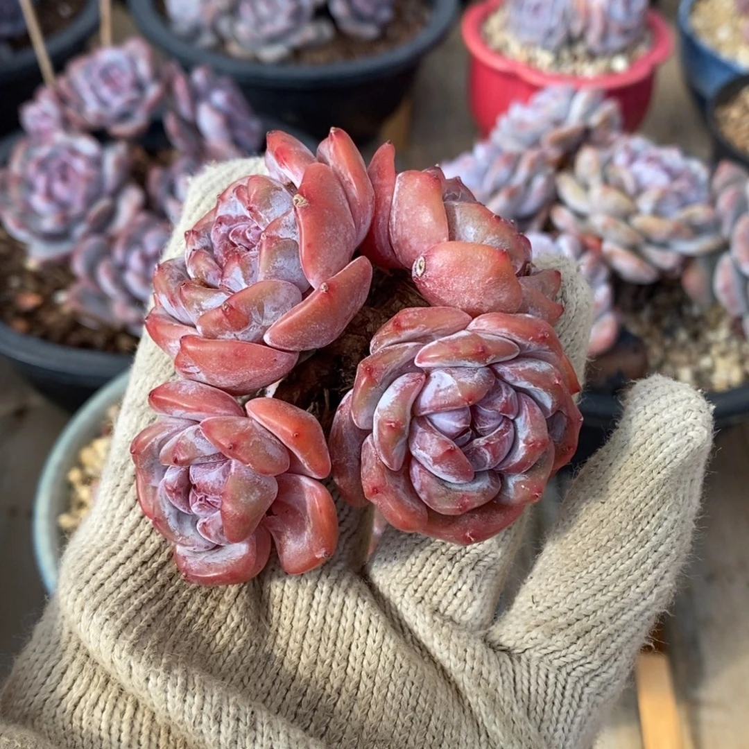 四头趴地小脸紫心