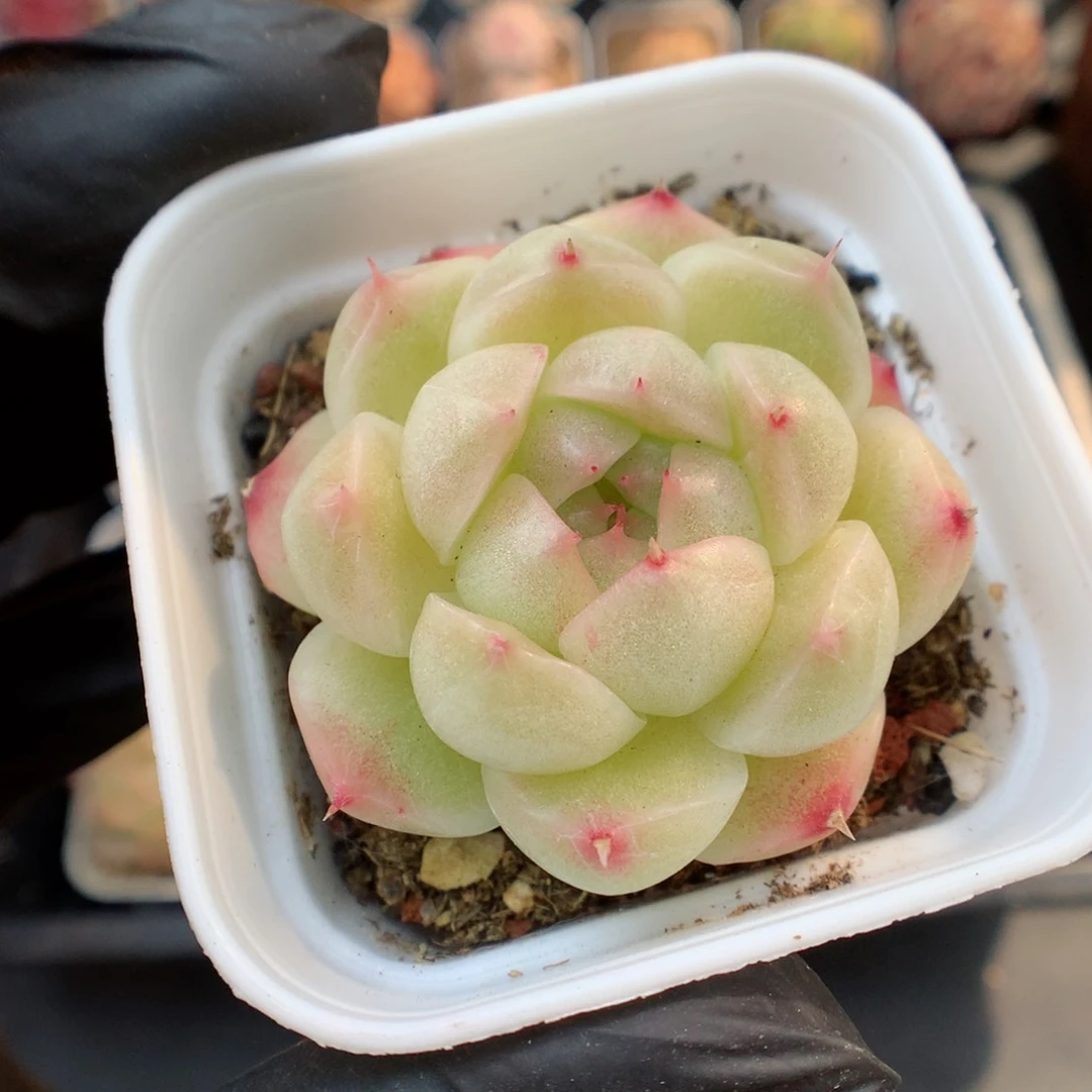 多肉植物。 麦秆20