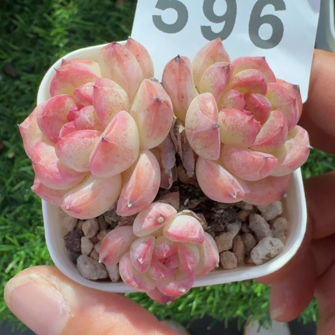 粉甜心         多肉植物