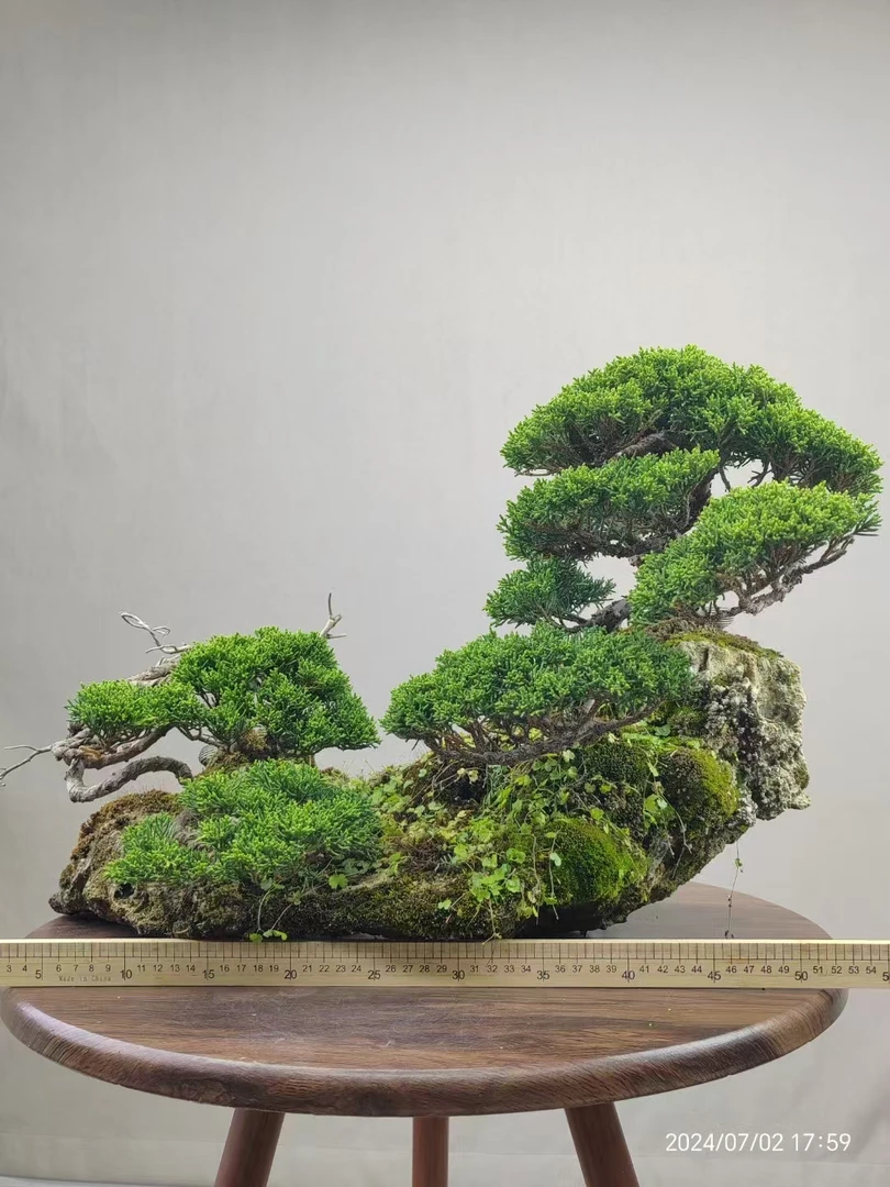 （偏远地区）盆景盆栽素材（一物一拍，直播间专用，请勿私自下单）