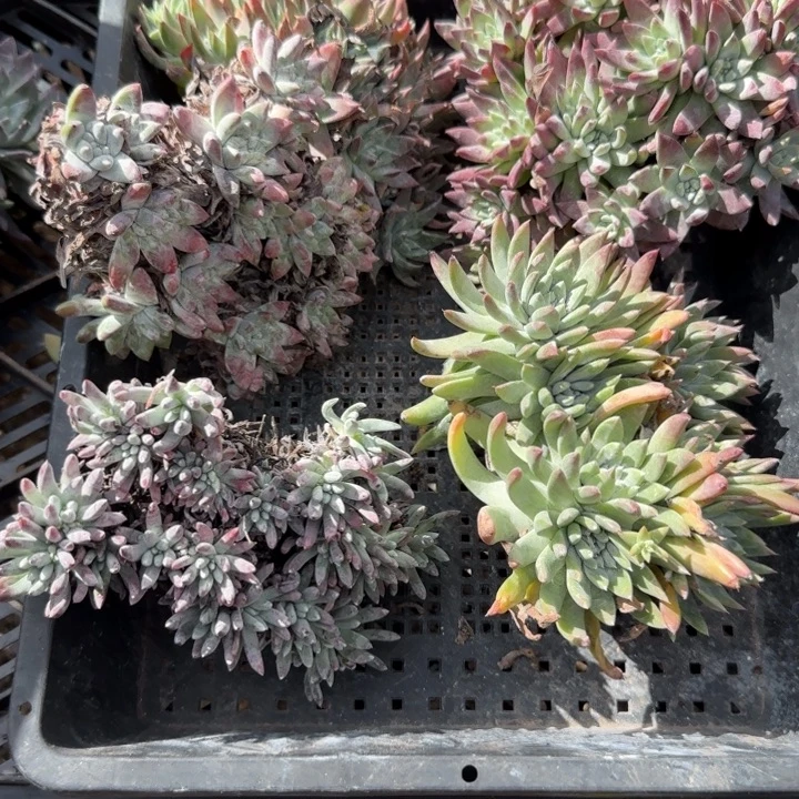 野***进多肉植物仙女杯A163