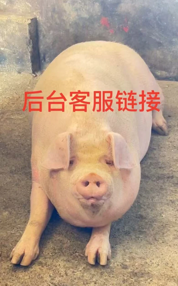 恩施沈大姐土猪肉（后台客服专用链接）顺丰包邮