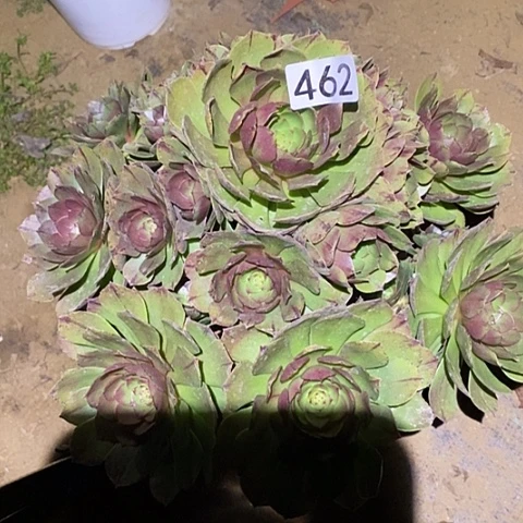 多肉植物法师462万拉丝