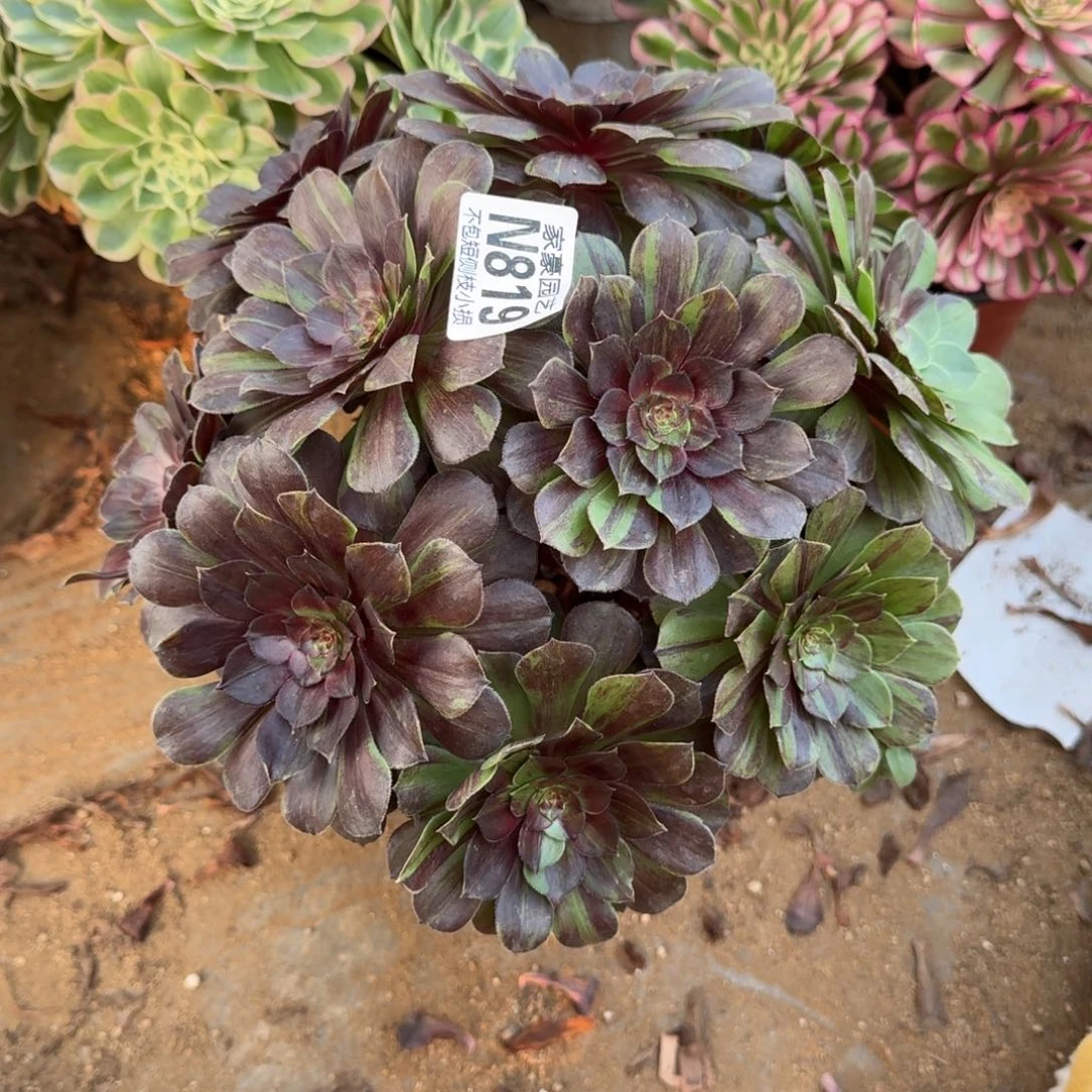 819花月夜官服22左右2