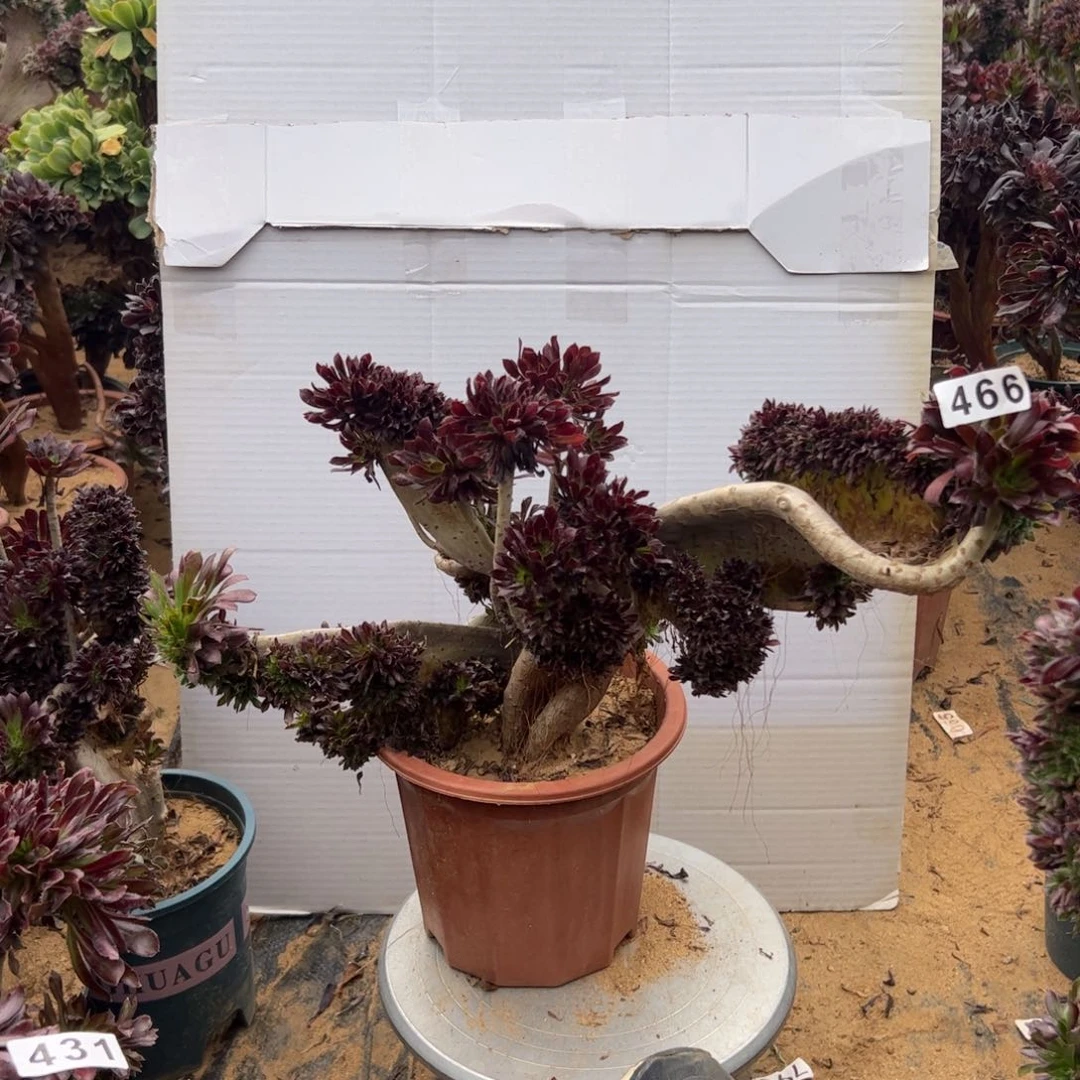 有伤黑缀466官府43