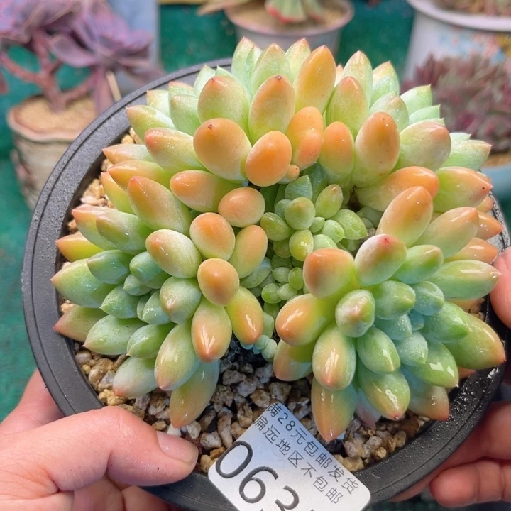 大0635。vxvxbfbbbb