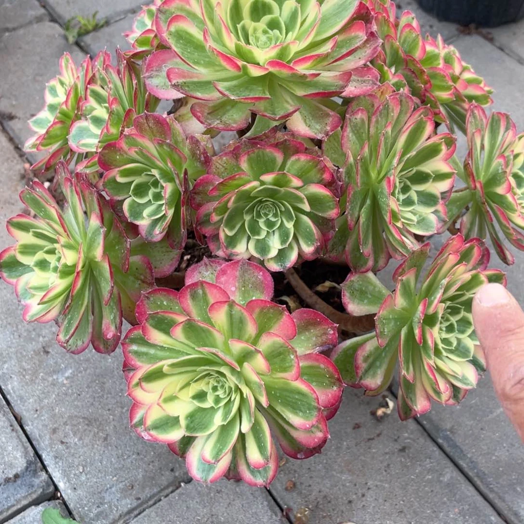 万圣节粉钻老桩手捧108