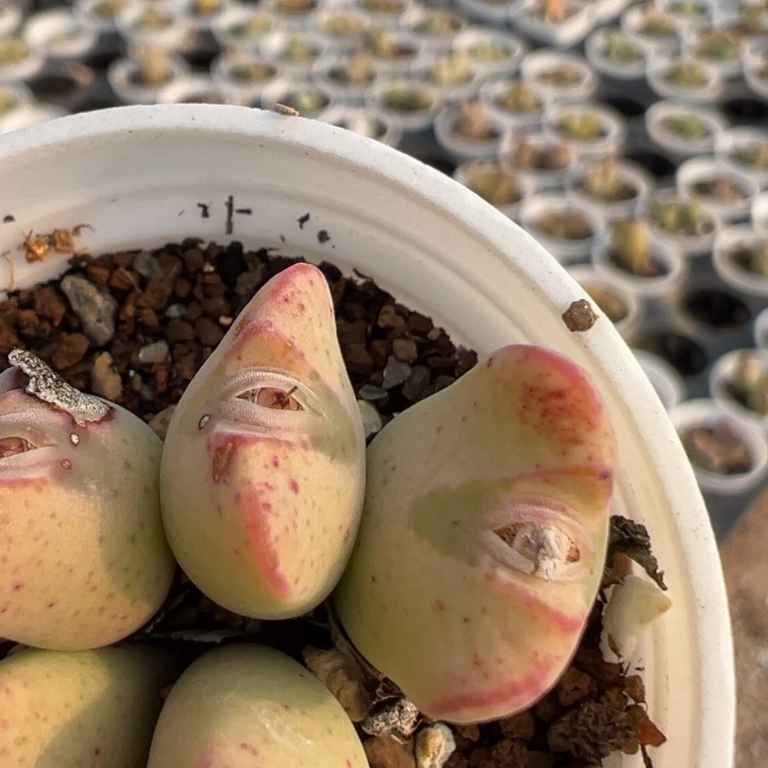 ·**亮126多肉植物百科知识