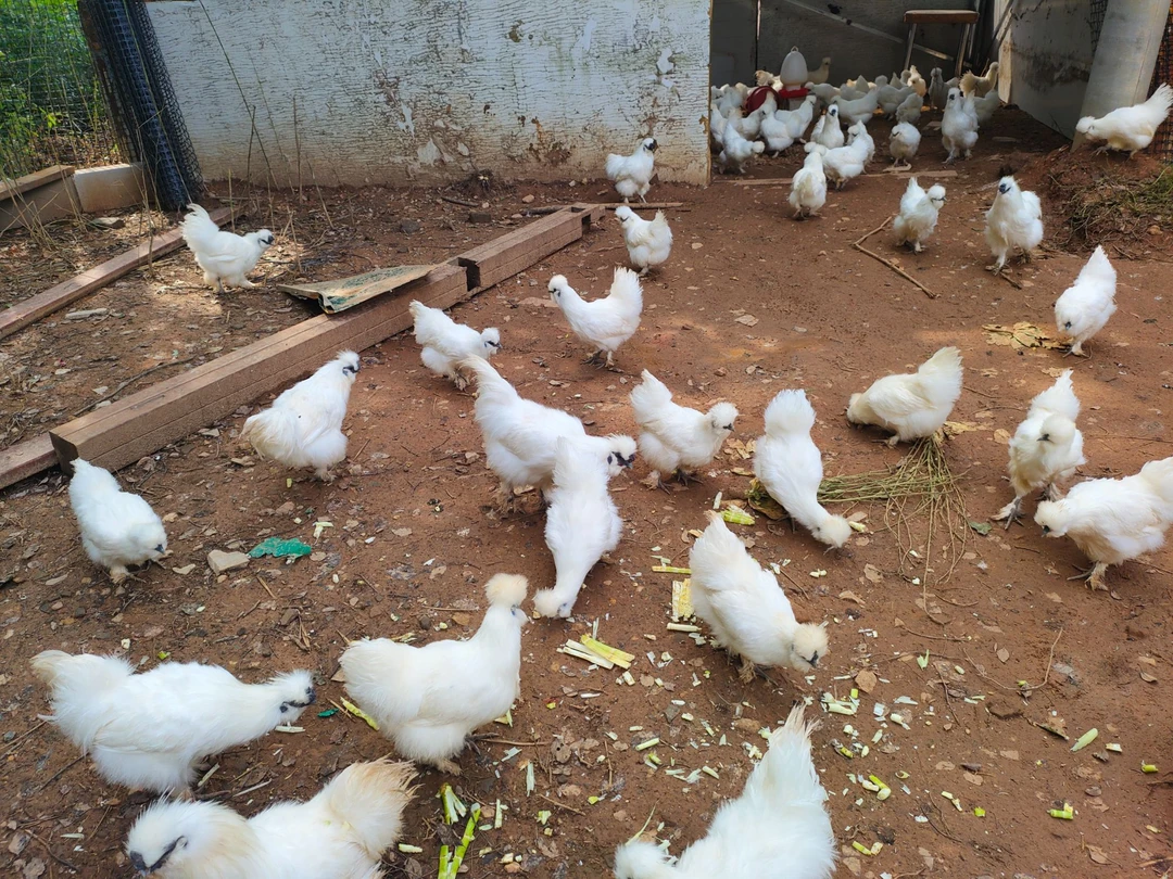 （活动）泰和原种乌鸡五爪丝羽蓝耳顺丰包邮（一只装）