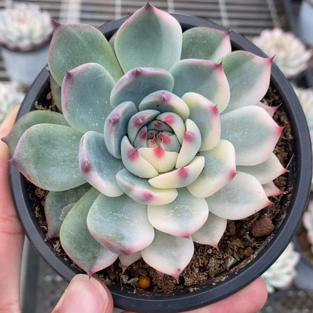吉娃娃锦多肉植物A2465