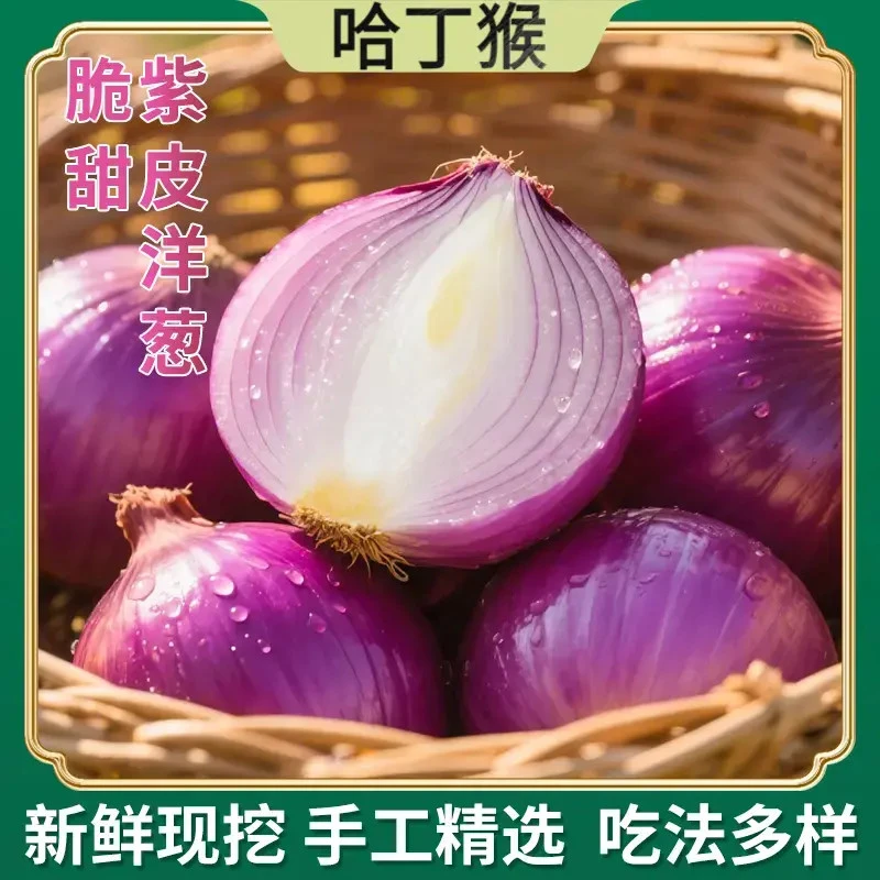 【哈丁猴】2025新鲜现挖紫皮洋葱炒菜凉拌蔬菜