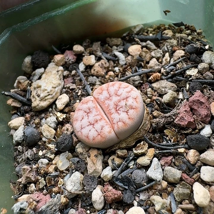 066粉窗雪花纹309A拿铁带盆土