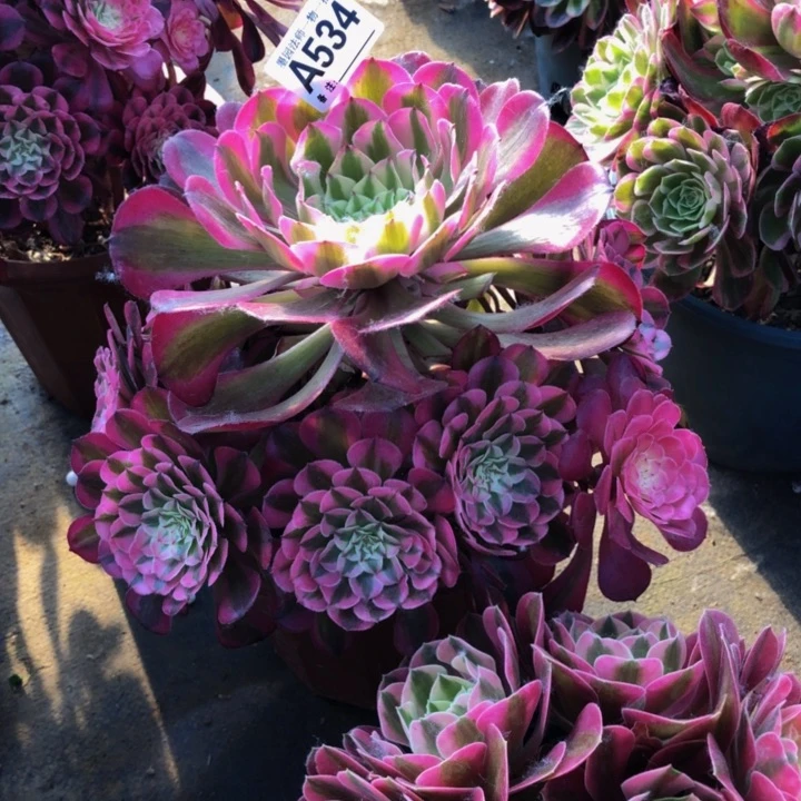 同白多肉5340000000000