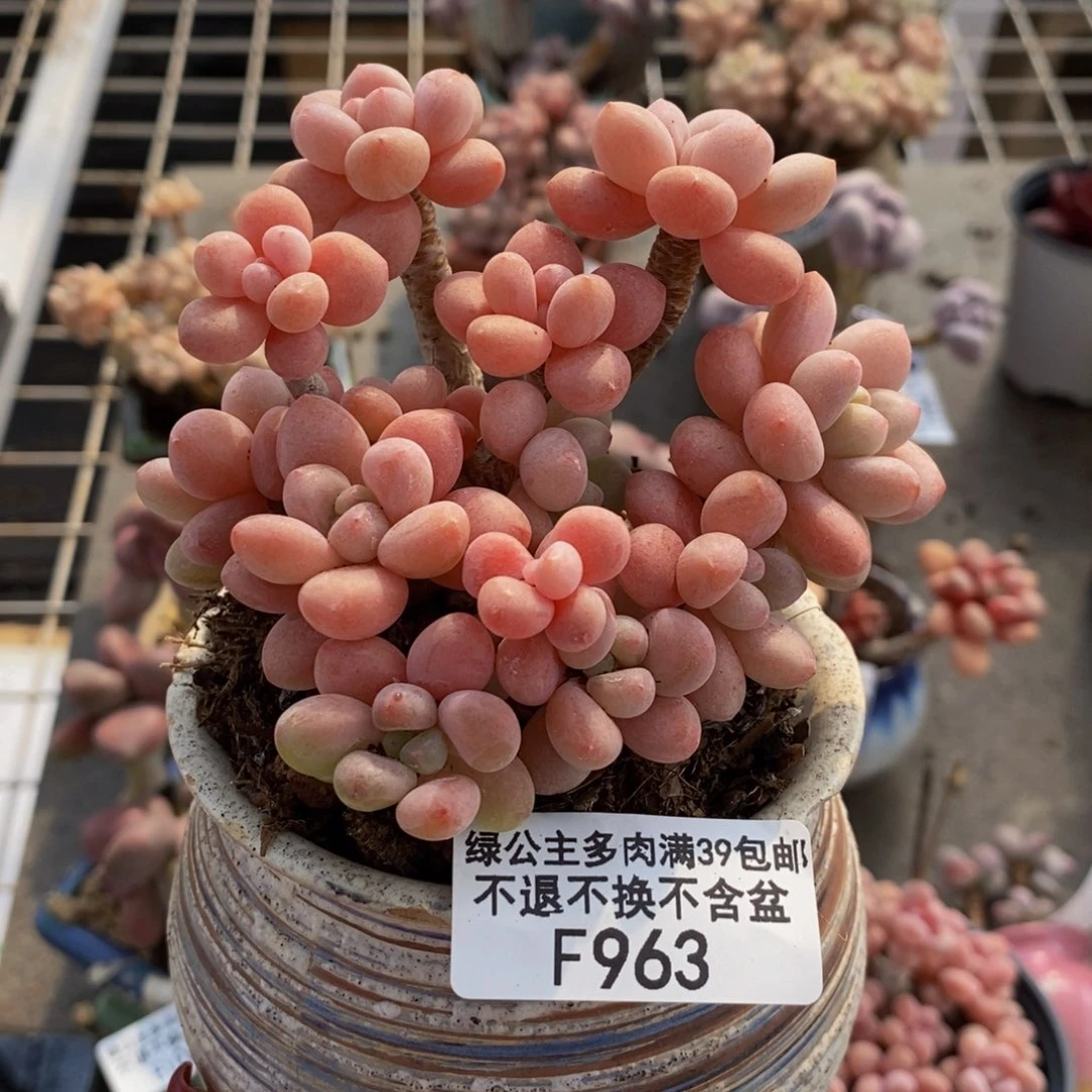 鱼子酱963/8cm多肉