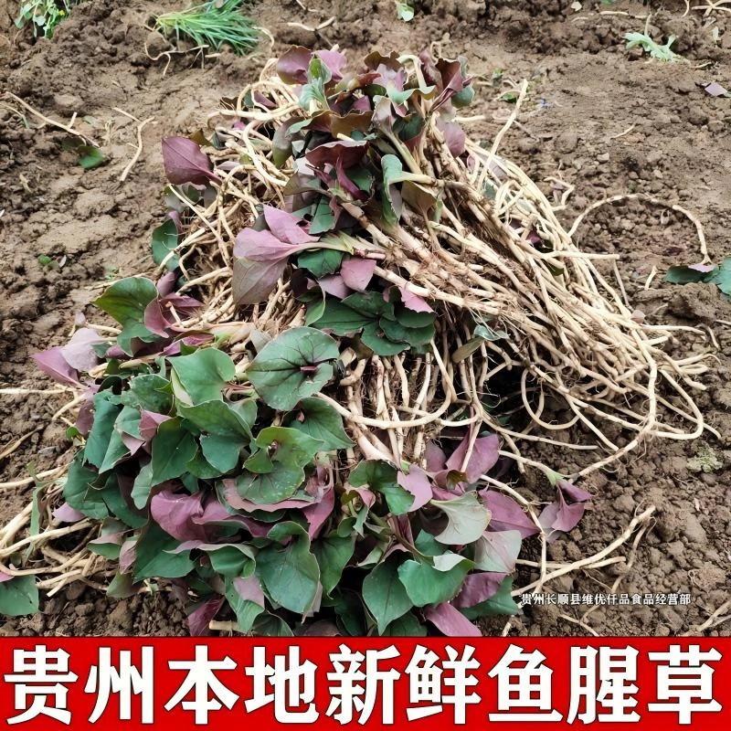 半斤-5斤贵州长顺本地生长农家新鲜鱼腥草现挖折耳根凉拌节节根