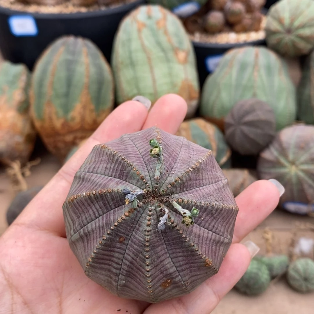 欧系实生布纹球 一物一拍