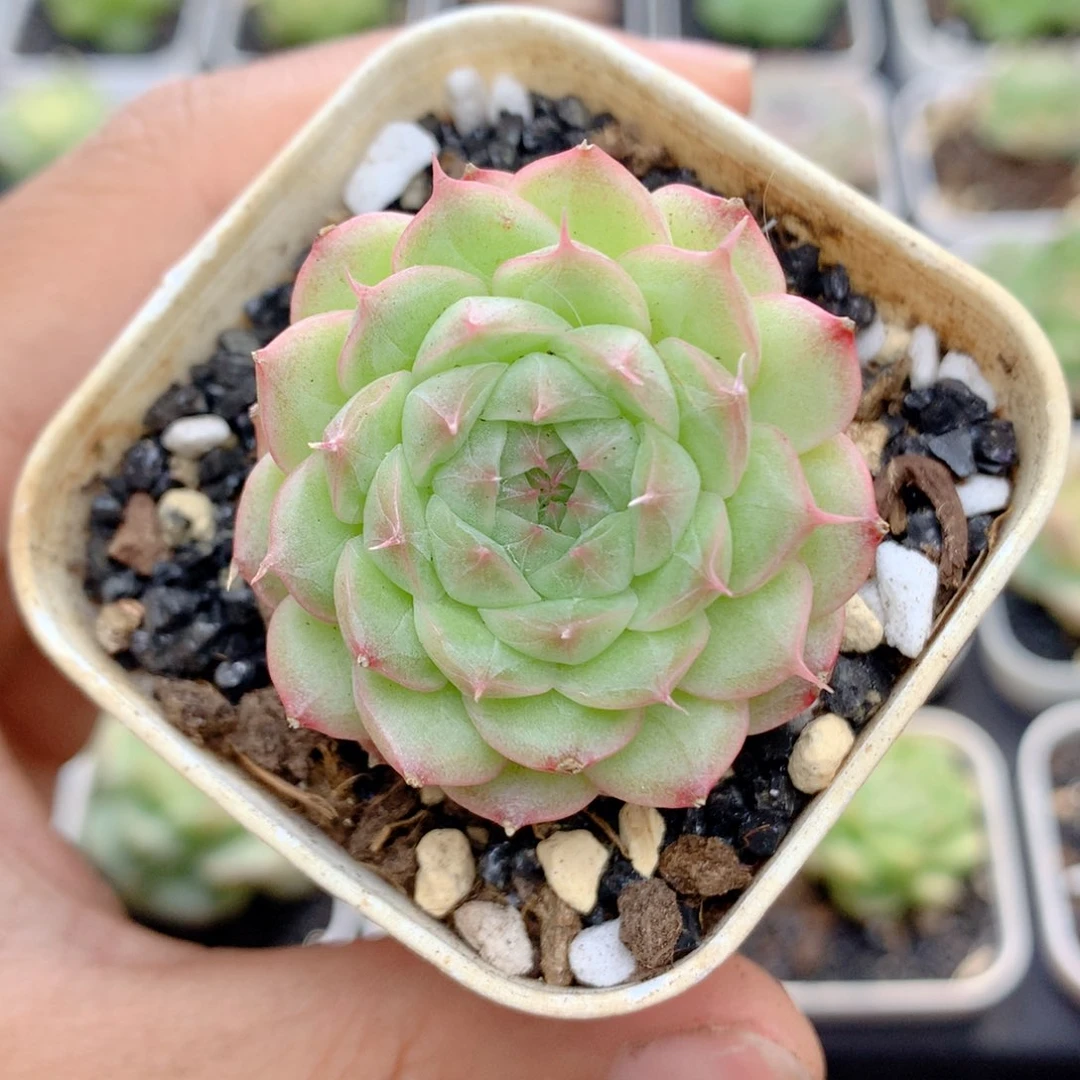 58包邮  群生不包整12