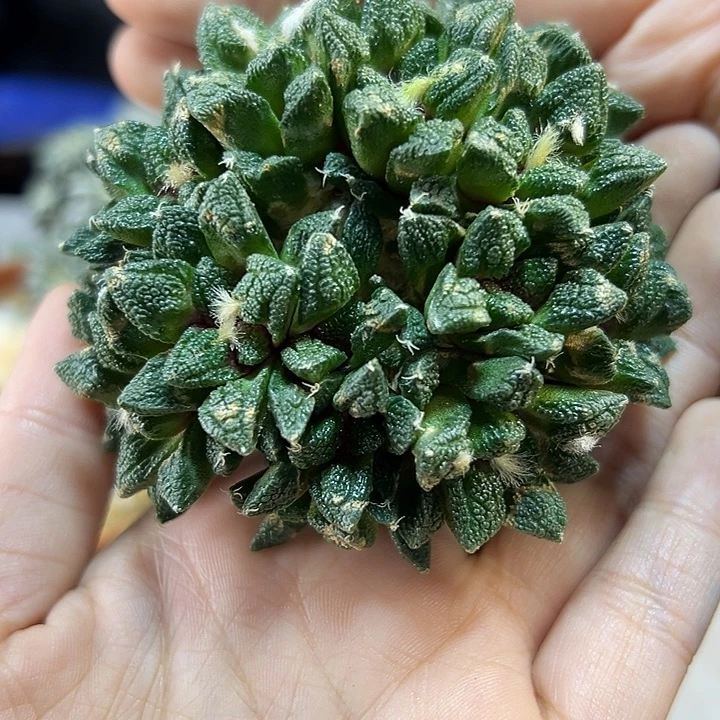 36号苗接满天星辛盾无根7.6公分