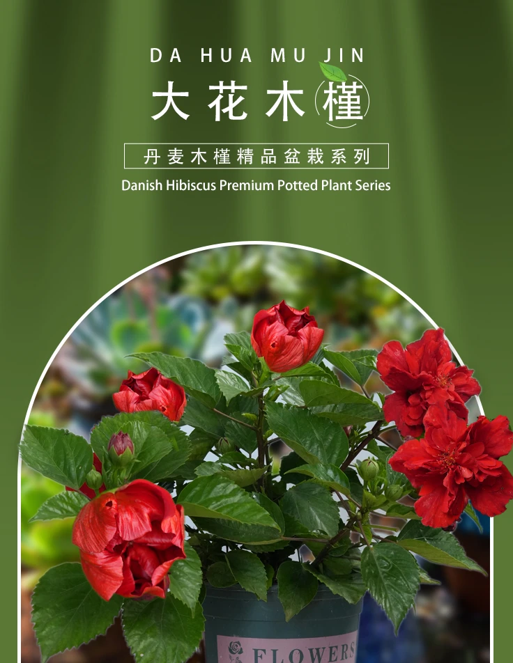 四季易活重瓣木槿花盆栽可庭院阳台种植