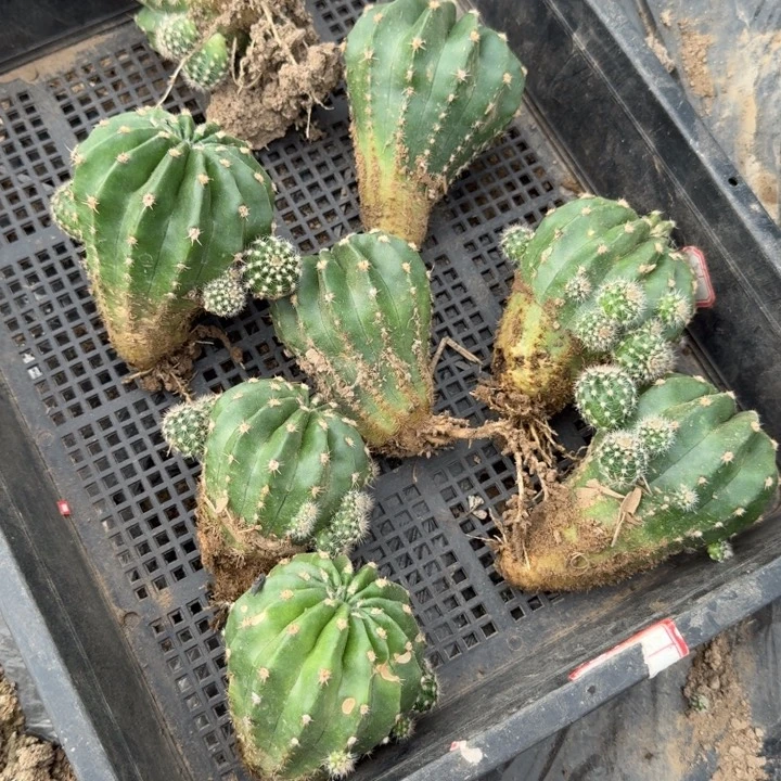 220彩草芙蓉不好无售后一个