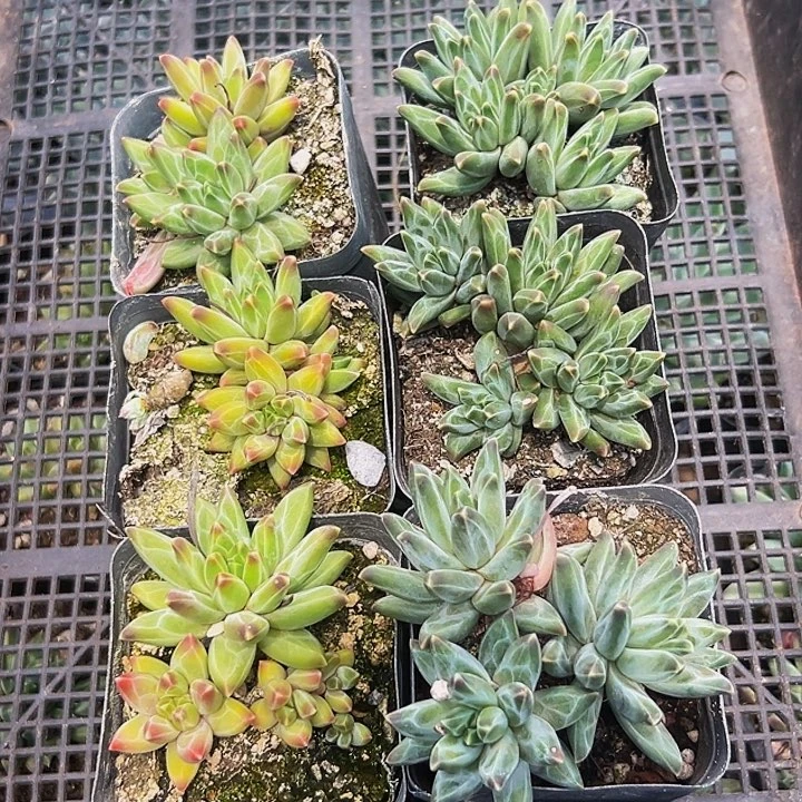 6颗美人系列多肉植物